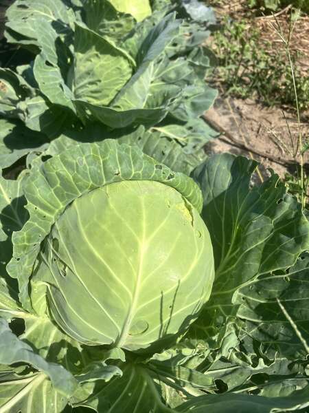 Crunchy Cabbage
