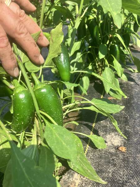 Jalapeno time
