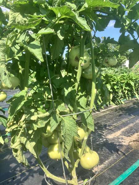 Come on tomatoes!