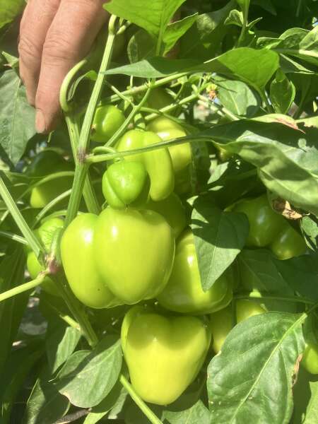 Baby Bell sweet peppers