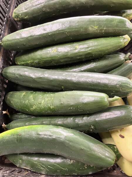 Cucumber abundance