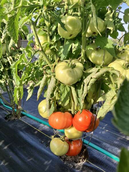 Tomatoes ripening
