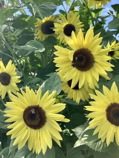 Happy bees