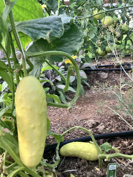 White Martini cucumbers