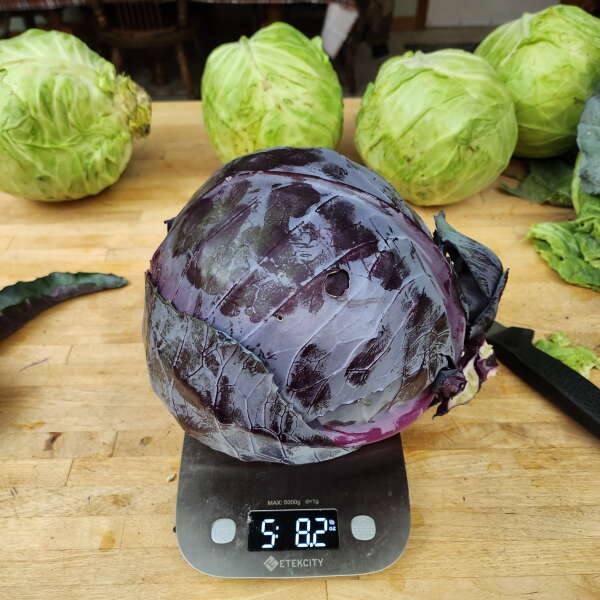 Tom made cabbage rolls