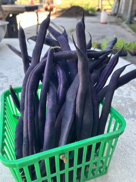 Tasty purple beans