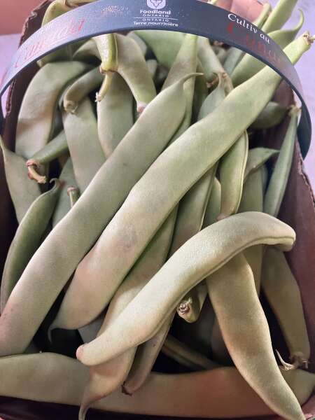 Roma beans
