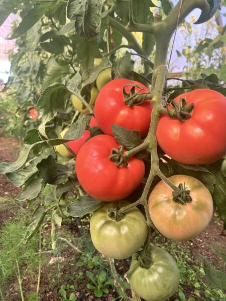 Beautiful tomatoes ripening in the greenhouse