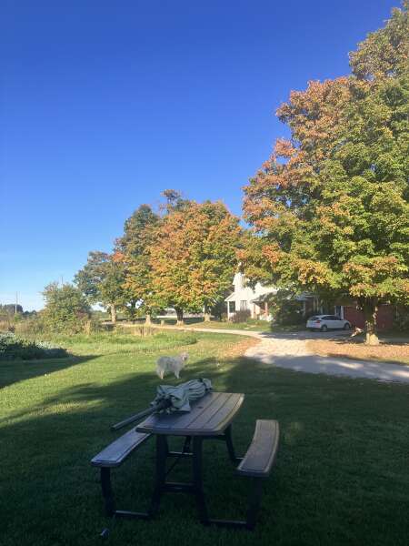 Trees are turning!