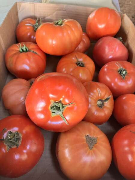 Beautiful tomatoes