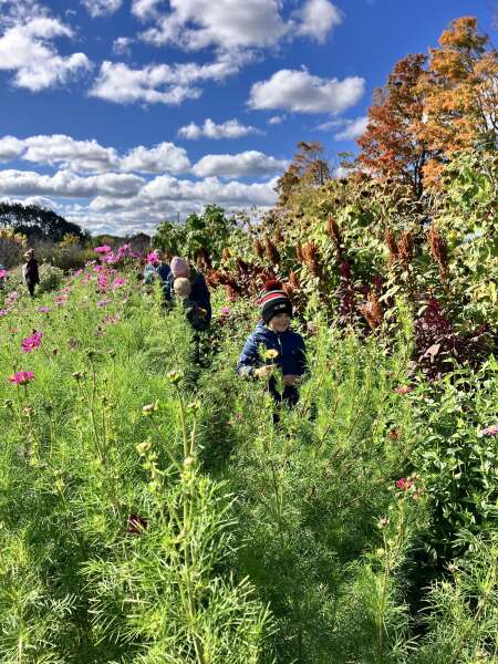 Beautiful fall and flowers