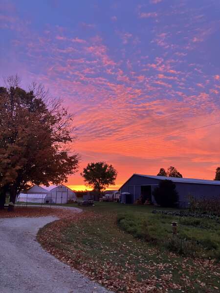 Morning glory