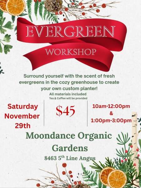 Evergreen planter Workshop