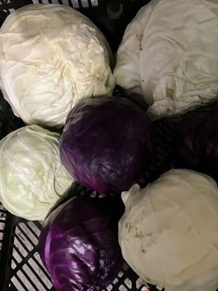 Winter Cabbage