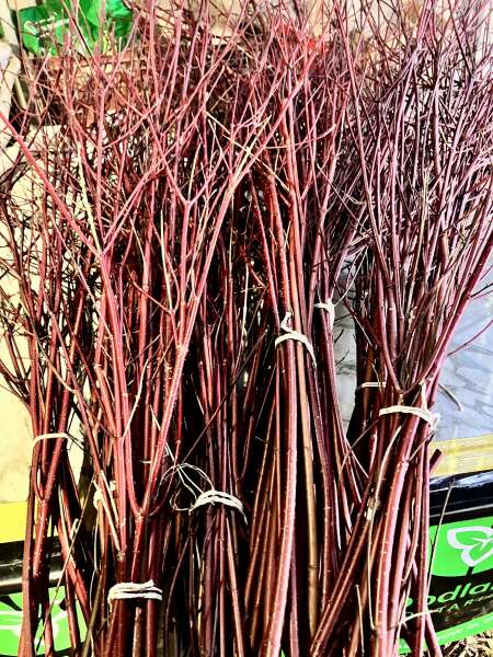 Dogwood bundles for sale