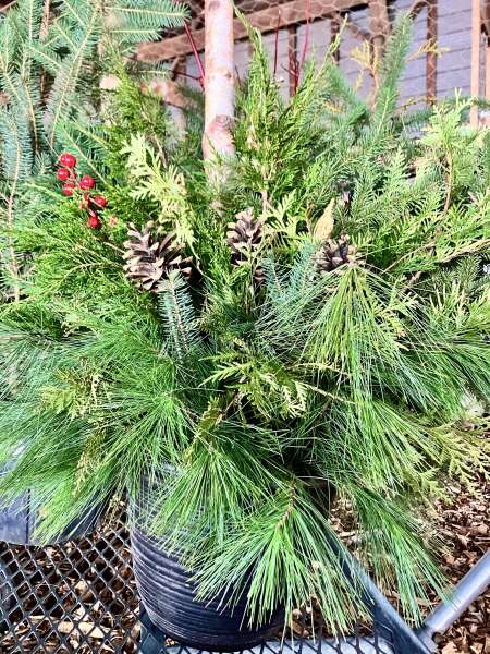 Evergreen Planters for sale