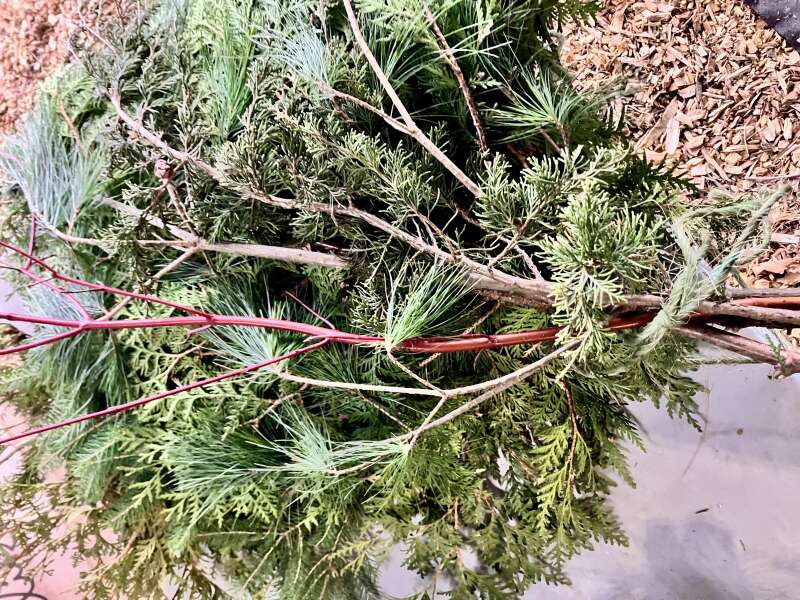 Evergreen bundles for sale