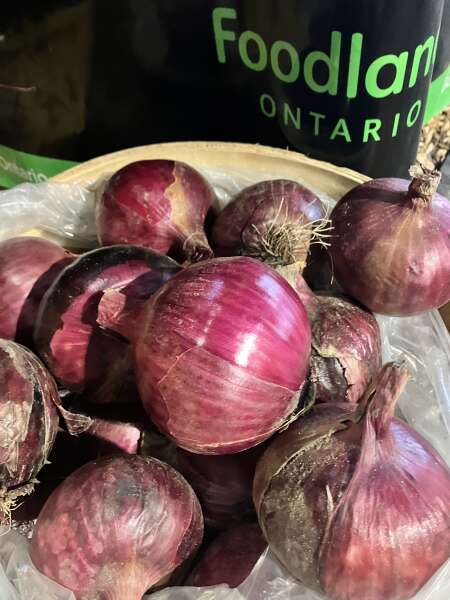 Big red onions