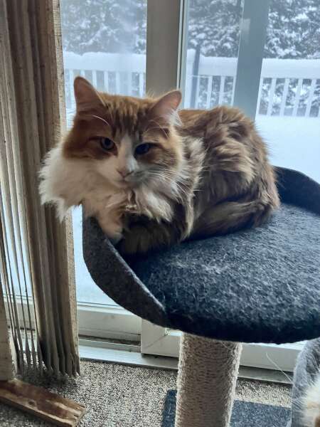 Kittens are getting big