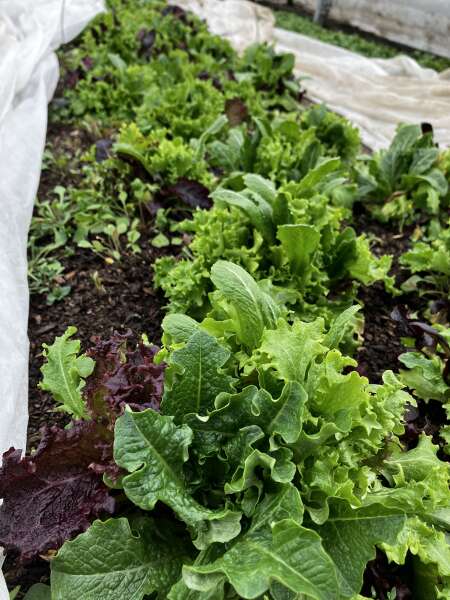 Dreaming of spring greens