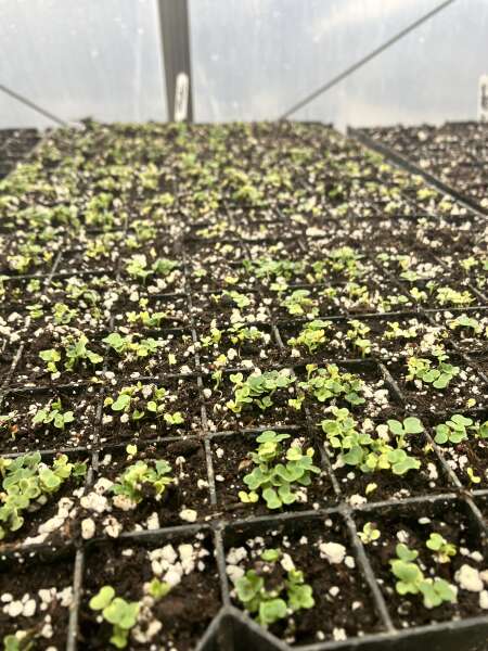Tatsoi seedlings