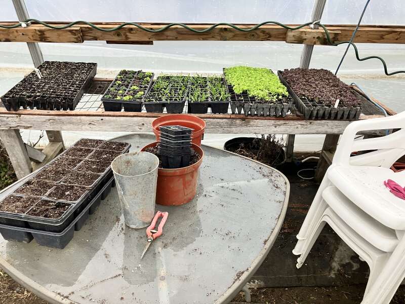 Spring seedlings