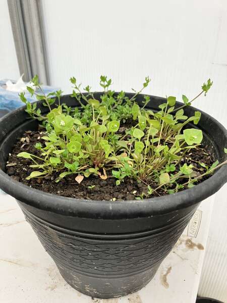 Spring greens planter