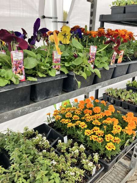 Beautiful annuals