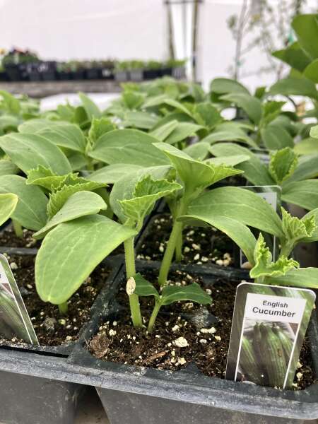 Frost tender young plants