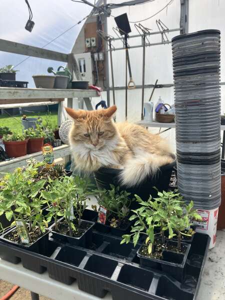 Greenhouse supervisor