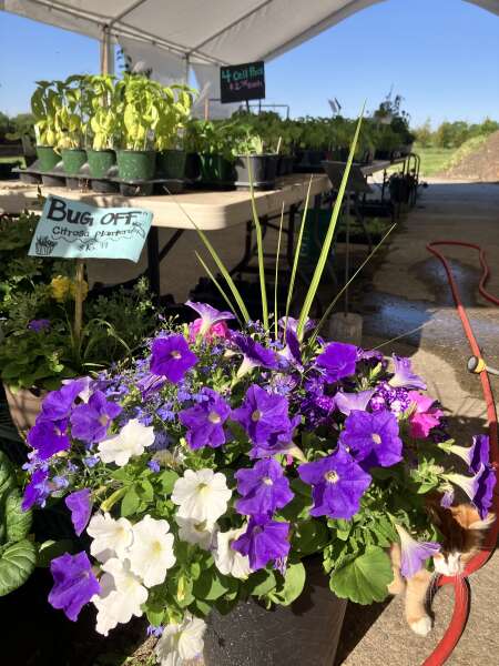 Garden goodies