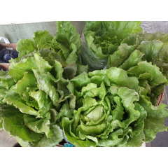 Head Leaf Lettuce Head Leaf Lettuce