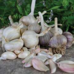 Garlic Bulbs Garlic Bulbs