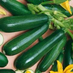 Zucchini Zucchini
