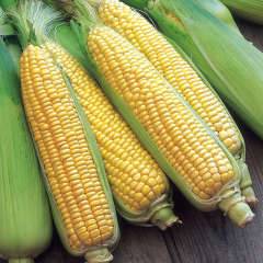 Sweet Corn Sweet Corn
