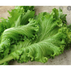 Giant Green Mustard Giant Green Mustard