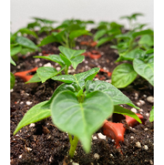 Sweet Pepper Seedlings 