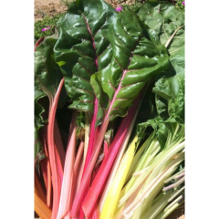 Rainbow Swiss Chard Seedlings Rainbow Swiss Chard Seedlings