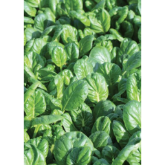 Tatsoi Seedlings Tatsoi Seedlings