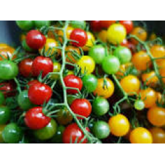Tomatoes (Cherry) Seedlings