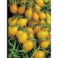 Yellow Pear Cherry Tomato Seedlings Yellow Pear Cherry Tomato Seedlings