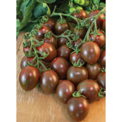 Chocolate Sprinkles Cherry Tomato Seedlings Chocolate Sprinkles Cherry Tomato Seedlings