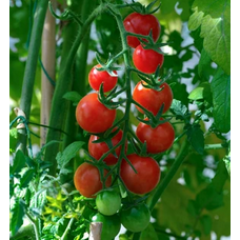 Ella Bella Cherry Tomato Seedlings Ella Bella Cherry Tomato Seedlings