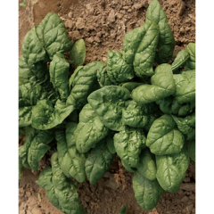 Spinach Seedling Spinach Seedling