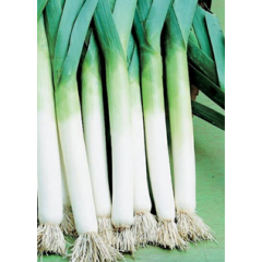 Leek Seedlings Leek Seedlings