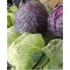Cabbage Mix - 2 Red and 2 Green Seedlings Cabbage Mix - 2 Red and 2 Green Seedlings