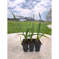 Garlic Seedlings Garlic Seedlings