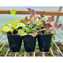 Leaf Lettuce Medley Seedlings Leaf Lettuce Medley Seedlings