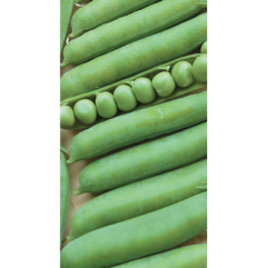 Pod Pea Seedlings Pod Pea Seedlings
