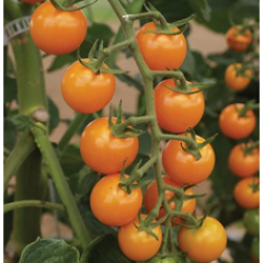Sun Sugar Seedlings Sun Sugar Seedlings
